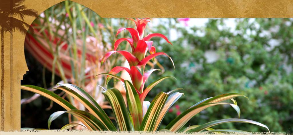 El Morocco Inn & Spa Desert Hot Springs Εξωτερικό φωτογραφία